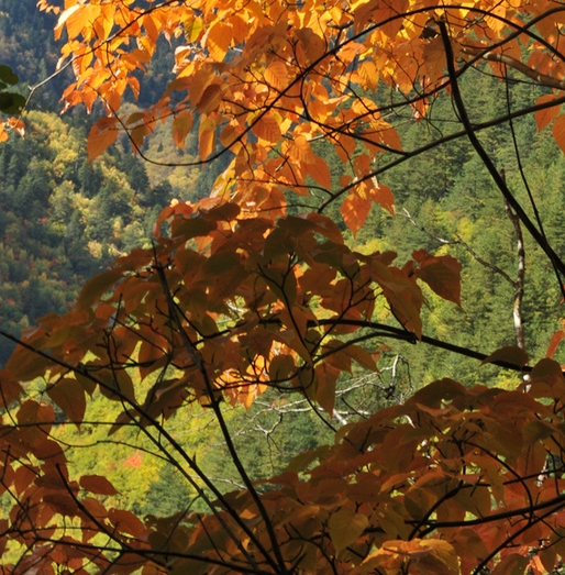 注册粉象生活app