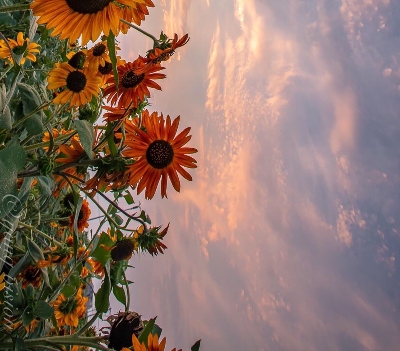 粉象生活的淘宝客服在哪里