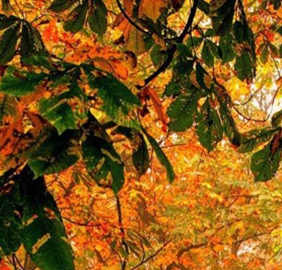 粉象生活粉丝买东西我能赚佣金吗