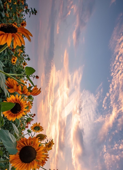 粉象生活如何看消费