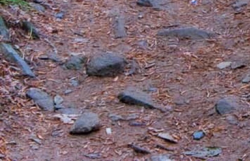 粉象生活粉丝怎么增加