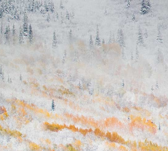 粉象生活发单机器人