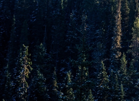 安徽粉象生活公司