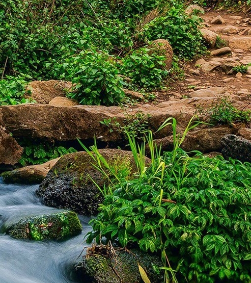 粉象生活vip好处