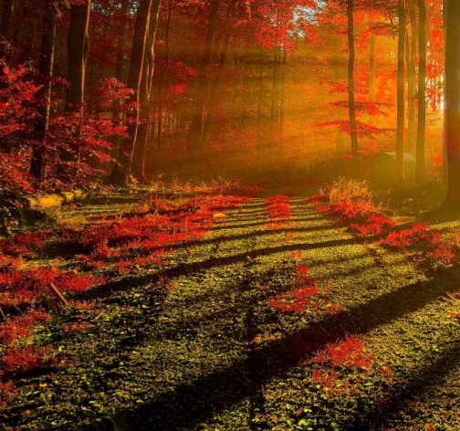 粉象生活邀请码