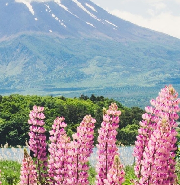 什么是粉象生活社交电商