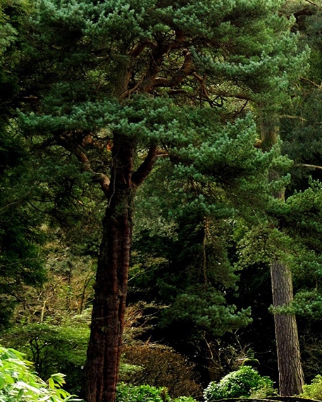 粉象生活邀请码
