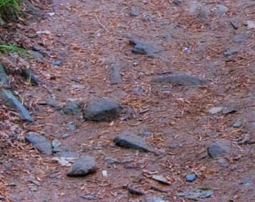 选择粉象生活app