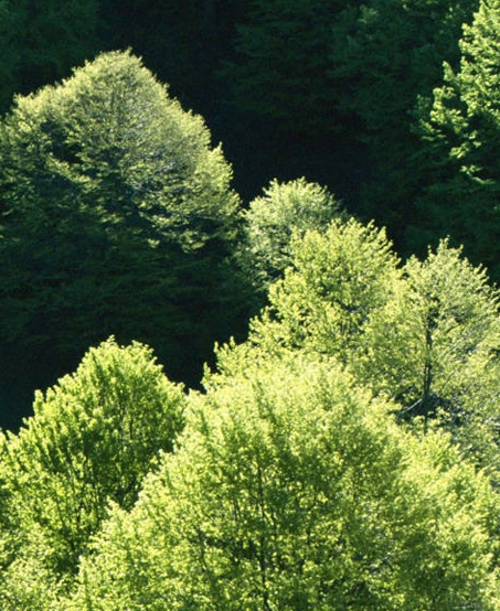 粉象生活砍价平台