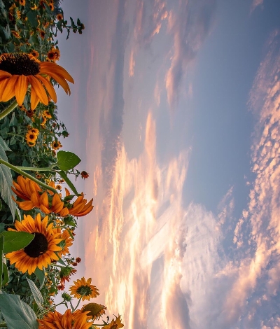 粉象生活什么时候有活动