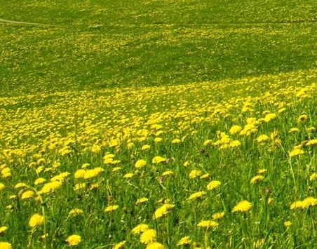 粉象生活能赚到钱吗