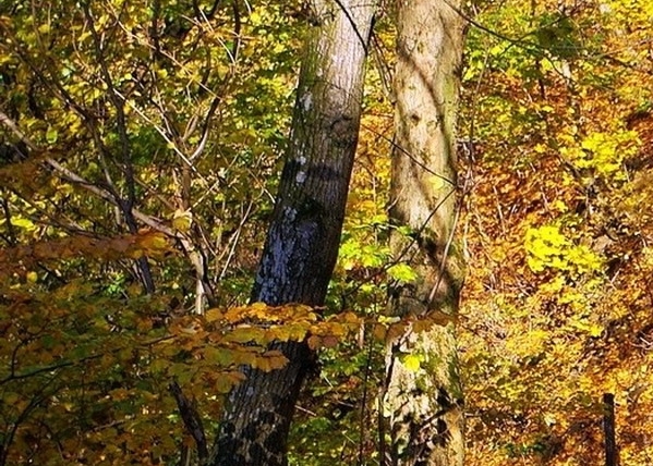 粉象生活可以买什么东西