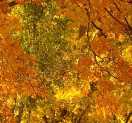 怎么退出粉象生活会员