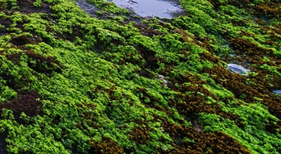 粉象生活怎么赚钱