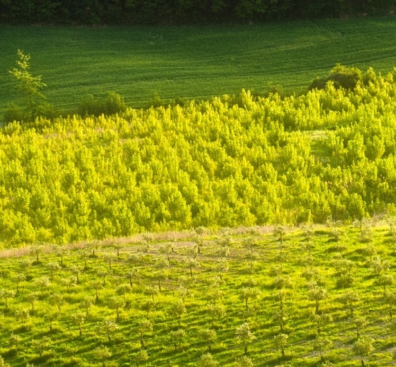 粉象生活需要发朋友圈吗