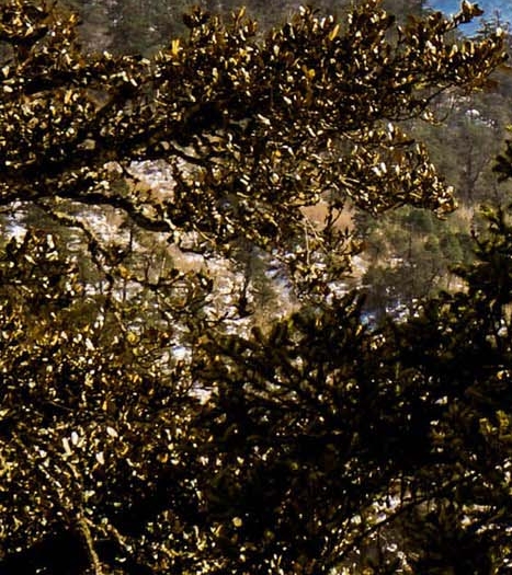 粉象生活免费开店