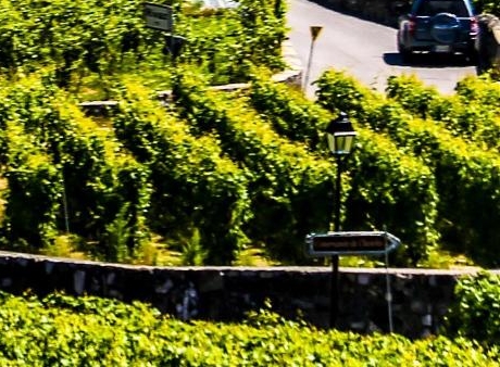 粉象生活是干嘛的