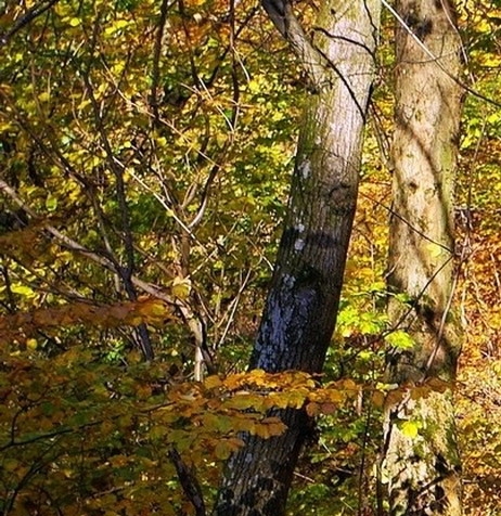 粉象生活怎么赚钱的