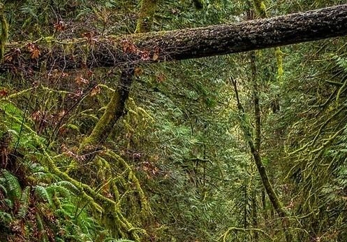 宜昌粉象生活vip