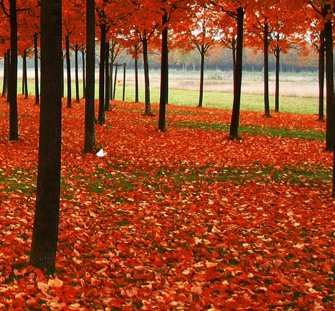 粉象生活合法吗