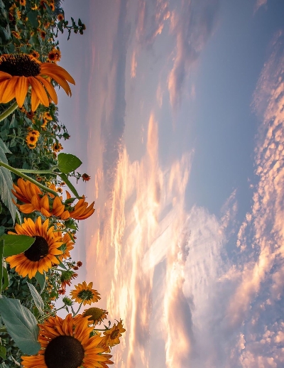 粉象生活是骗人的吗