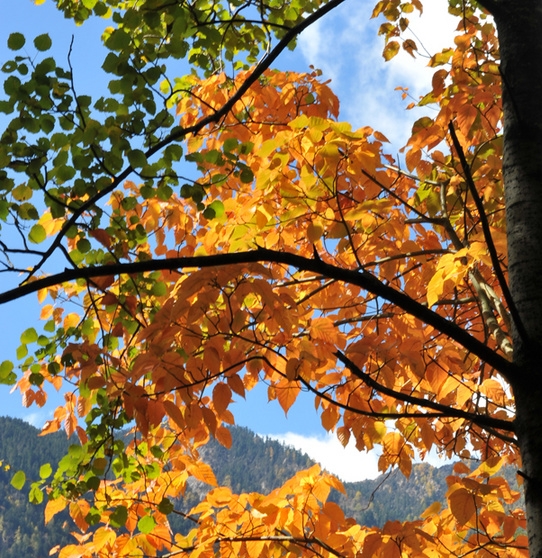 粉象生活cp图片