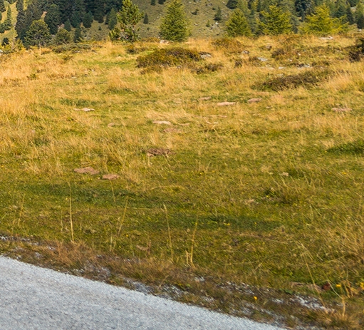 粉象生活白做了