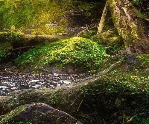 粉象生活推广现状