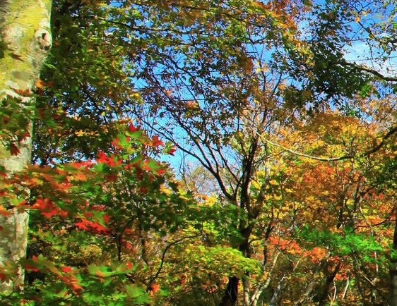 粉象生活合作人