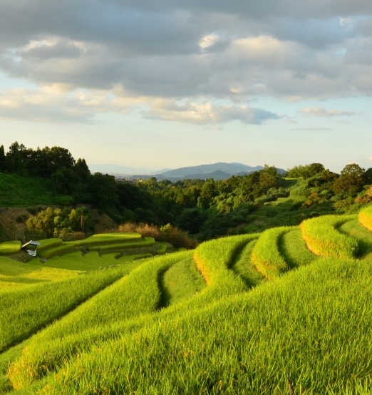 粉象生活邀请码
