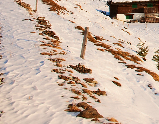 粉象生活在哪里可以用