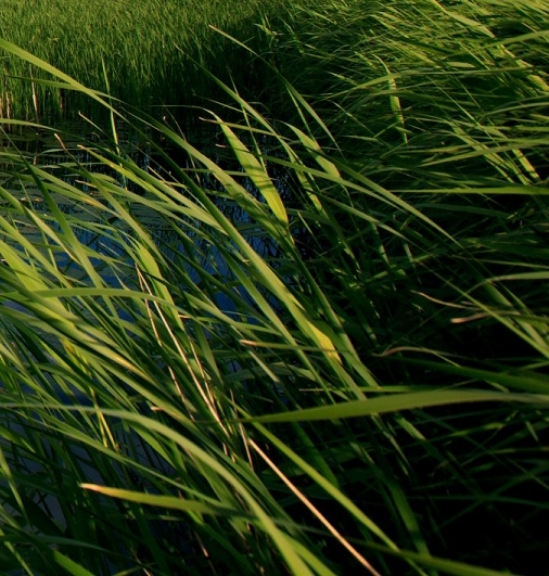 泰国粉象生活视频