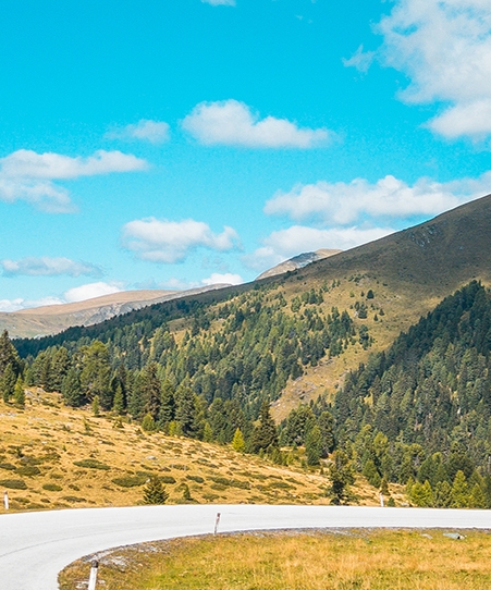 斑马生活在城市故事