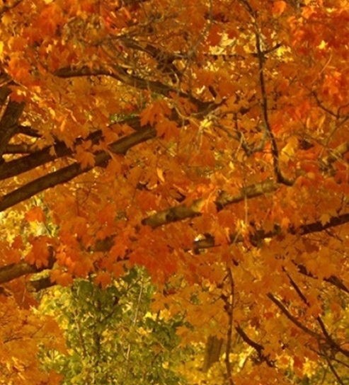 粉象生活图片图库