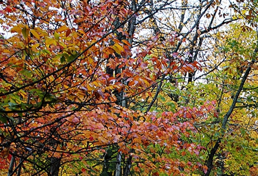 粉象生活快手引流