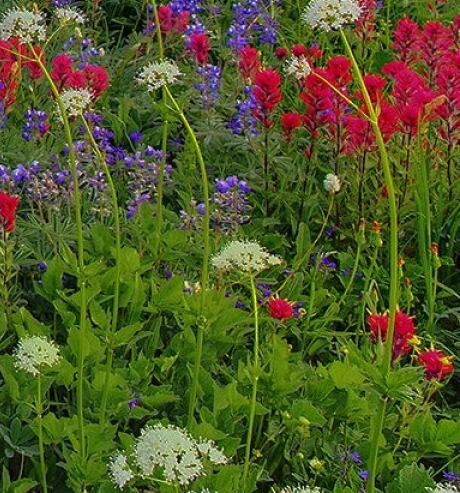 江苏粉象生活代理