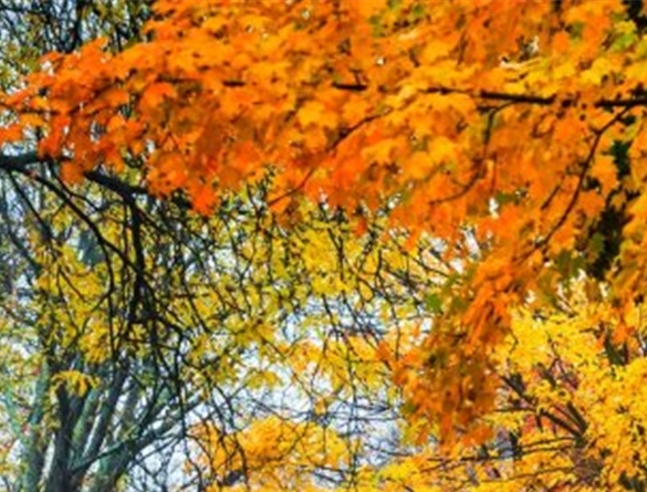 福建高端粉象生活靠谱么