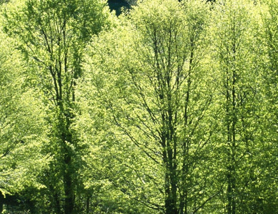 粉象生活有卖东西的吗