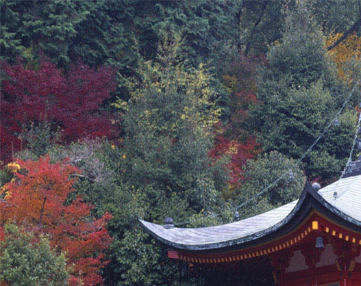 粉象生活是什么