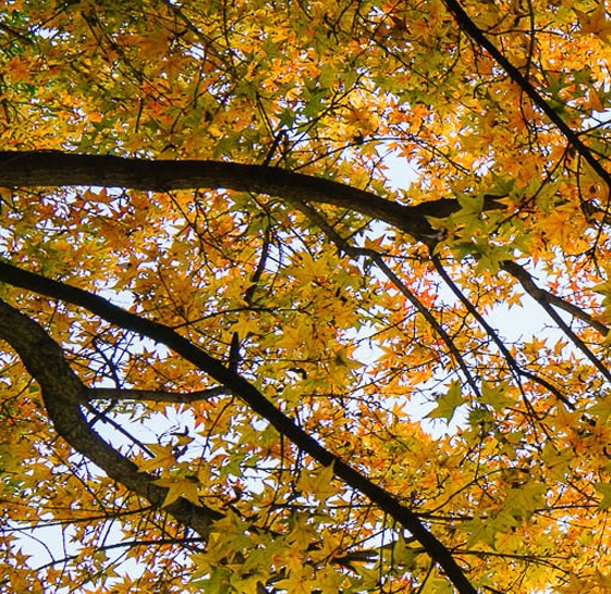 粉象生活对比蜜源