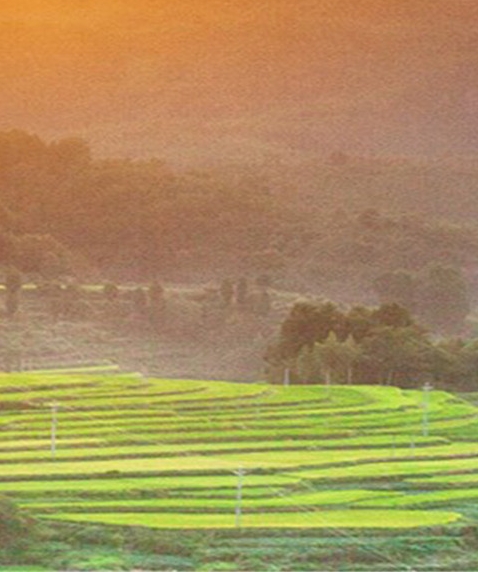 粉象生活一件代发价格多少