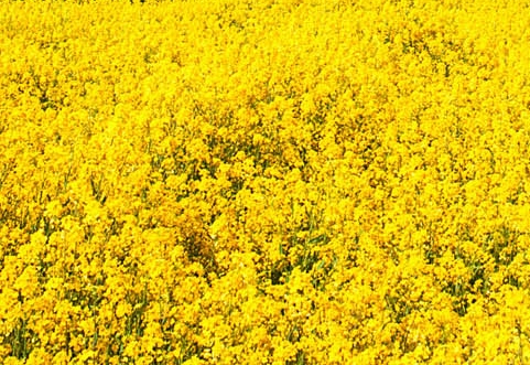 徐州粉象生活图片