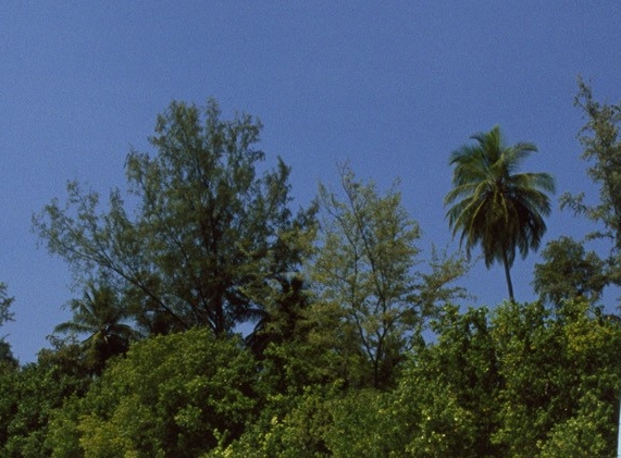 粉象生活明星神器