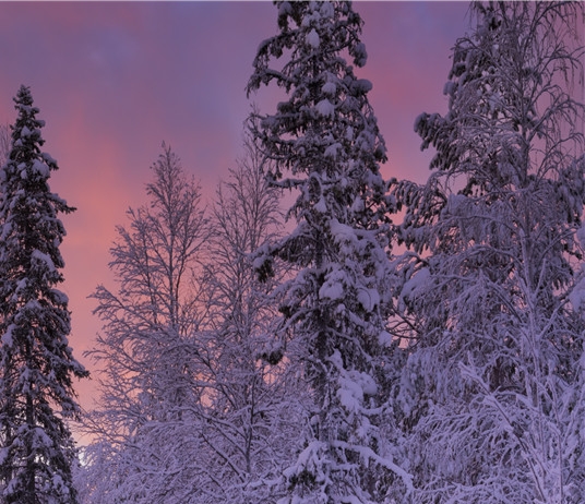 绿色生活和低碳生活有什么区别