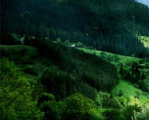 荆州粉象生活代理