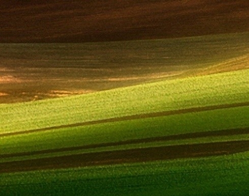 粉象生活咸鱼社