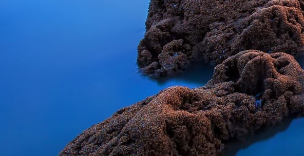 阜新粉象生活代理