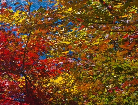 粉象生活下载并安装