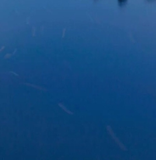 粉象生活能赚到钱吗