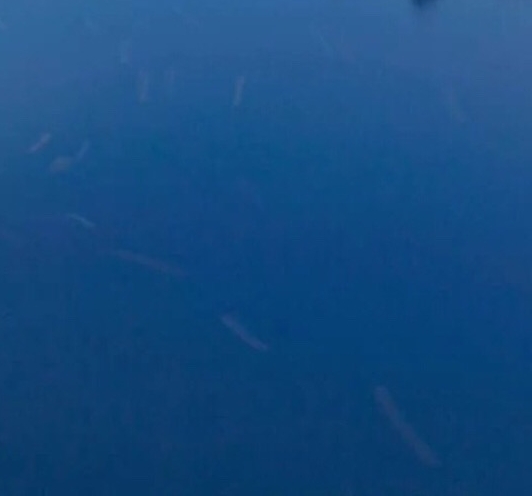 粉象生活加油站推广